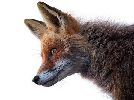 remove-background-complex-subject-fox-fur-masking-after-image